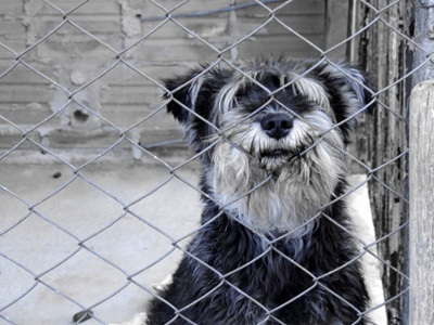 dog-2255429_1280.jpg